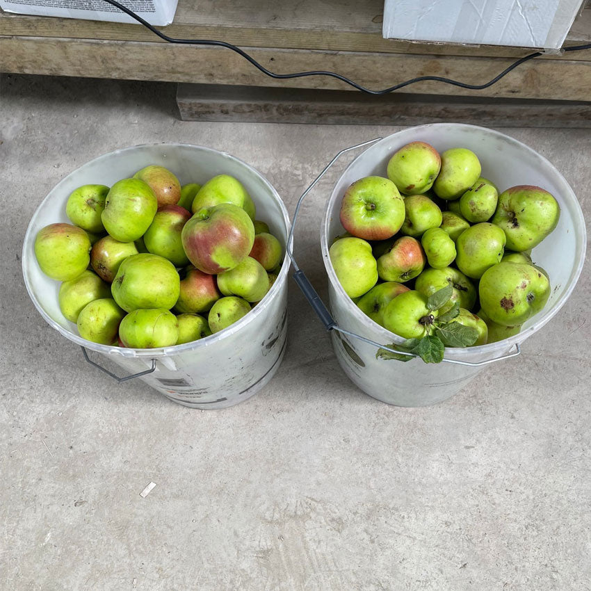 ADAM’S APPLE VODKA